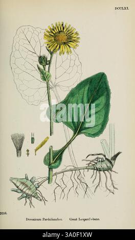 Botanica inglese figure colorate piante britanniche Londra R. Hardwicke 1863-1886 opere pittoriche della Gran Bretagna, un'intricata illustrazione botanica con **Doronicum Parkinianum**, comunemente noto come Great Leopard's-Bane. La composizione mostra la struttura dettagliata della pianta, tra cui le sue grandi foglie lobate e le vivaci teste di fiori, caratterizzate dai loro caratteristici petali gialli. Intorno alla pianta principale vi sono elementi più piccoli che raffigurano le sue strutture riproduttive, come i boccioli e i semi. Inoltre, la base rivela una vista ravvicinata del sistema radice, fornendo in Foto Stock