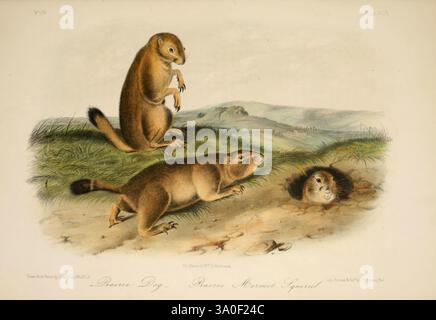 I quadrupedi del Nord America, New York, V.G. Audubon, 1851-54, scoiattolo, nord America, marmotta, cane della prateria, mammiferi, John James Audubon, tassonomia: Family= Sciuridae, Cynomys ludovicianus, la scena presenta un paio di vivaci cani della prateria impegnati in giocose interazioni su un terreno erboso. Un cane della prateria è in piedi sulle zampe posteriori, mostrando curiosità, mentre il suo compagno appare più rilassato e sdraiato per terra. Sullo sfondo, un tumulo funge da entrata nella tana, suggerendo il loro habitat all'interno dell'ampio paesaggio della prateria. Morbide colline e montagne lontane creano un clima sereno Foto Stock