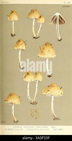 Illustrazioni di funghi britannici (Hymenomycetes), che fungono da atlante del "Manuale dei funghi britannici". Londra, 1881-91, funghi, Gran Bretagna, Un'illustrazione dettagliata che presenta vari stadi e tipi di funghi del genere Agaricus, in particolare Agaricus (Agaricus) lutedendrites. La composizione mostra una gamma di funghi con caratteristici tappi giallastri e strutture a stelo, che mostrano le loro forme e consistenze uniche. Sotto gli esemplari principali, le illustrazioni più piccole delle spore forniscono ulteriori dettagli sull'aspetto riproduttivo di questi funghi. Lo sfondo è un tono disattivato che migliora Foto Stock