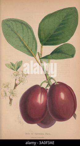 Il fiorista e pomologo. London, Journal of Horticulture Office, 1863-1879. Questa illustrazione mostra un ramo della prugna Belle de Septembre, che mostra due prugne mature e profonde che pendono graziosamente accanto a un gruppo di delicati fiori bianchi. Il ricco fogliame include ampie foglie verdi che aggiungono un vivace contrasto alla frutta. L'opera d'arte cattura sia la bellezza che i dettagli botanici di questa varietà, sottolineando la superficie lucida delle prugne e gli intricati motivi delle foglie e dei fiori. Foto Stock
