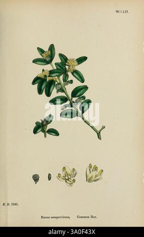 Inglese, botanica o colorato, figure, di, British, Plants, London, R, Hardwicke, 1863-1886, Gran Bretagna, illustrazione, opere, piante, l'illustrazione presenta uno studio botanico del Buxus sempervirens, comunemente noto come scatola comune. Presenta un ramo decorato con foglie di verde scuro lucido che hanno una forma ovale allungata. Piccoli e delicati fiori sono raffigurati vicino all'estremità del ramo, caratterizzati da petali bianchi e centri giallastri. Inoltre, l'illustrazione include alcuni disegni dettagliati delle varie fasi del fiore, tra cui un primo piano del fiore, un seme e un Foto Stock