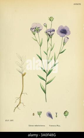 Inglese, botanica, figure colorate di piante britanniche, Londra, R. Hardwicke, 1863-1886, Gran Bretagna, opere pittoriche, piante., l'illustrazione raffigura il lino comune (Linum usitatissimum), che mostra varie parti della pianta. A sinistra, la descrizione dettagliata include il sistema principale, evidenziandone la struttura. A destra, lo stelo della pianta si innalza con diverse foglie verdi che la adornano. In cima, splendidi fiori viola sono esposti in piena fioritura, con un primo piano di singoli componenti floreali mostrati di seguito. I delicati petali, gemme e capsule di semi illustrano ulteriormente la pianta Foto Stock