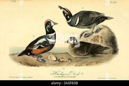 The Birds of America, New York, J.B. Chevalier, 1840-1844, Birds, nord America, John James Audubon, opere pittoriche, Histrio histrio, questa illustrazione mostra un anatra di Arlecchino, che mostra un gruppo di tre distinte anatre posizionate su una superficie rocciosa. Il maschio sulla sinistra mostra un piumaggio sorprendente con colori vivaci e motivi intricati, tra cui audaci sezioni blu e arancione. Il maschio sulla destra, anch'esso colorato, si erge con sicurezza, mettendo in risalto i suoi dettagli unici in piuma. Una femmina di Harlequin Duck, raffigurata in toni più sobri, riposa nelle vicinanze, illustrando il contrasto tra la fine Foto Stock