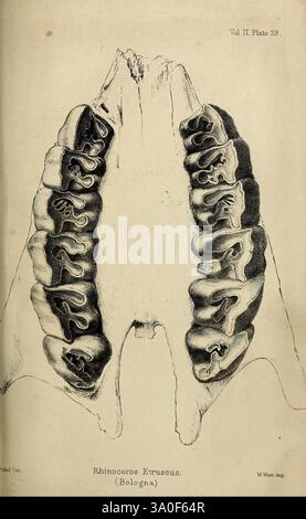 Paleontologiche, memorie e, note, di, h. Falconer, con, a, biografico, schizzo, di, l'autore. Londra, 1868, l'illustrazione mostra una rappresentazione anatomica dettagliata della struttura dentale di un rinoceronte, in particolare la specie Rhinoceros Etruscus. Mostra la disposizione dei denti, evidenziandone forme e dimensioni uniche, che sono cruciali per comprendere le abitudini alimentari e l'adattamento di questa specie. Ogni dente è meticolosamente reso, con enfasi sulle intricate scanalature e sulle texture superficiali che caratterizzano la dentatura dei rinoceronti. Questa rappresentazione serve Foto Stock