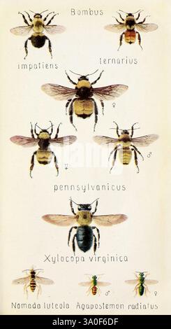 Libro di campo degli insetti, New York, G.P. Putnam's Sons, 1918, insetti, Stati Uniti, Woods Hole, api, Bombus impatiens, Bombus pensylvanicus, Bombus ternarius, Xylocopa virginica, Nomada luteola, Agapostemon radiatus, signor Selbeu tenmüller, giornata della Terra, Arthropoda, artropode, Hsainsect, entomologia, Edna Libby Beutenmüller, Un'illustrazione dettagliata mostra varie specie di api, organizzate per evidenziare le loro caratteristiche uniche. In cima, sono raffigurati i "Bombus impatiens" e "Bombus ternarius", seguiti da "Apis mellifera" (comunemente nota come l'ape da miele) e "Bombus pennsylvanicus". Il Foto Stock