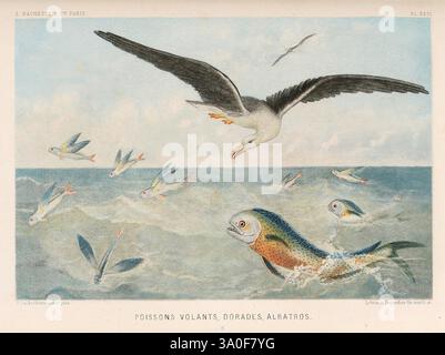 Le monde de de la mer Paris, L. Hachette & Cie, 1866 animali marini, piante marine, Woods Hole, poissons volants, dorade, albatros, pesci volanti, orata, albatross, ittiologia, ornitologia, uccelli, pesci, Pierre Lackerbauer, Alfred Frédol, tassonomia: Family= Exocoetidae, tassonomia: Family= Diomedeidae, HS AFB, tassonomia: Family= Coryphaenidae, la scena raffigura una vivace tavola subacquea con una miscela di pesci e uccelli. Sul lato sinistro, un grande uccello in volo, forse un uccello marino, mostra le sue ali allungate su uno sfondo sereno. Sulla destra, una vivace scena subacquea presenta un Co Foto Stock