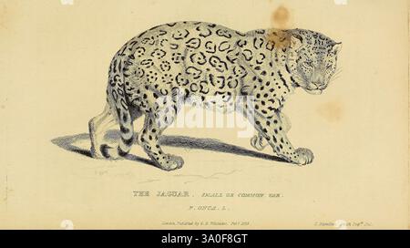 La classe Mammalia, Londra, stampata per Geo. B. Whittaker, 1827, mammiferi, gatti, jaguar, Charles Hamilton Smith, Panthera onca, Edward Griffith, Un'illustrazione dettagliata di un leopardo, che mostra il suo caratteristico cappotto maculato e la postura agile del corpo. L'animale è raffigurato in una vista laterale, evidenziando la sua forma elegante e la sua struttura muscolare. I dettagli intricati delle macchie, che variano in forma e dimensioni, vengono enfatizzati in tutta la pelliccia, aggiungendo profondità alla rappresentazione. La coda del leopardo è allungata, graziosamente arcuata, e le sue caratteristiche facciali sono ritratte con acuta precisione, in particolare la sua i Foto Stock