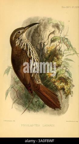 Ibis London ha pubblicato periodici di ornitologia dell'Unione accademica degli ornitologi britannici, l'illustrazione presenta un Picolaptes Layardi, comunemente noto come il picchio di Layard. Questo uccello è raffigurato arroccato con grazia, mostrando le sue caratteristiche distintive. Il piumaggio presenta un mix di tonalità marroni ricche e motivi macchiati più leggeri, enfatizzando i suoi segni unici. Il corpo allungato è completato da un becco leggermente curvo, ideale per la foratura del legno. Sullo sfondo, sono suggeriti dettagli del suo habitat naturale, tra cui corteccia e fogliame testurizzati, che forniscono un senso del suo ambiente Foto Stock