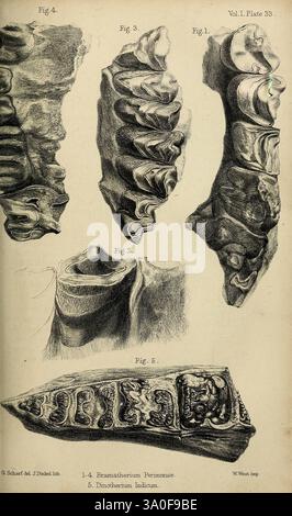 Paleontologiche, memorie e, note, di, h. Falconer, con, a, biografico, schizzo, di, l'autore London, 1868, questa illustrazione presenta una serie di incisioni dettagliate che mostrano vari esemplari fossilizzati del genere Dicranoceras. Le immagini sono etichettate con annotazioni numeriche, evidenziando le viste distinte dei fossili. Ogni figura cattura gli intricati schemi e strutture del guscio, sottolineando le caratteristiche morfologiche uniche di questi organismi preistorici. I campioni sono disposti con cura per consentire l'analisi comparativa, illustrando l'immersione Foto Stock