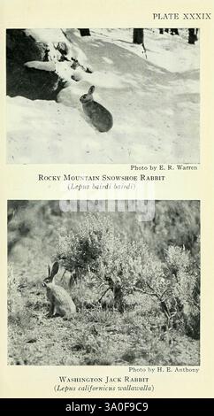 Libro di campo dei mammiferi nordamericani, 1928, Nord America, Woods Hole, mammiferi, Lepus californicus, Lepus bairdi, la sezione superiore presenta il coniglio con racchette da neve delle Montagne Rocciose, conosciuto scientificamente come *Lepus itzcana itzcana*, raffigurato in mezzo a un paesaggio innevato, che mostra la sua folta pelliccia bianca adattata per mimetizzare in condizioni invernali. Il coniglio è pronto, forse attento all'ambiente circostante, con i suoi caratteristici grandi piedi posteriori progettati per muoversi senza sforzo attraverso la neve profonda. Nella sezione inferiore, il Washington Jack Rabbit, o *Lepus californicus washingtoni*, è illustrato in un più a Foto Stock