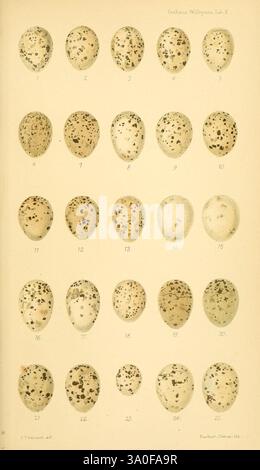 Ootheca Wolleyana London, venduta da R. H. Porter, 1864-1907. Uova di uccelli Ampelis garrulus, questa immagine mostra una collezione di uova di uccelli disposte in una griglia, che mostra una varietà di forme e motivi. Ogni uovo è numerato e presenta diverse variazioni di colorazione e macchie, evidenziando la diversità all'interno delle uova di specie diverse. La presentazione accuratamente organizzata sottolinea sia la bellezza che l'unicità di questi manufatti naturali, fornendo informazioni sulle specie aviarie e sulle loro caratteristiche riproduttive. Foto Stock
