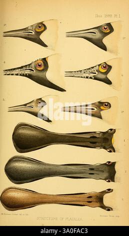 Ibis, Londra, pubblicato, British Ornithologists' Union, Academic Press, uccelli, ornitologia, periodici, becchi, l'illustrazione mostra varie caratteristiche anatomiche di una specie nota per il suo corpo allungato e la struttura simile al becco. La sezione superiore include rappresentazioni dettagliate della testa e della struttura cranica, evidenziando caratteristiche distintive come gli occhi e l'architettura della mascella. La sezione inferiore si concentra sull'anatomia del corpo e delle pinne, illustrando il design essenziale per il movimento acquatico. Ogni parte è etichettata con numeri corrispondenti, che riflettono un approccio scientifico alla b marina Foto Stock