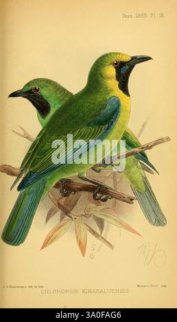 Ibis London ha pubblicato periodici di ornitologia ornitologica British Ornithologists' Union Academic Press Birds, due vivaci uccelli verdi appollaiati su un ramo, mostrando il loro sorprendente piumaggio. Gli uccelli mostrano una ricca combinazione di sfumature smeraldo e giallo, con distintivi segni neri intorno alla gola. I loro occhi sono luminosi, che si aggiungono al loro aspetto vivace. Il ramo è adornato da delicate foglie, contribuendo all'ambiente naturale che mette in risalto la bellezza e l'eleganza di queste creature aviarie, identificate come Chloropsis kinabalensis. Foto Stock