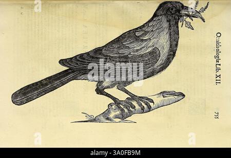 Vlyssis Aldrovandi, Philosophi AC Medici Bononiensis, historiam Naturalem, in Gymnasio Bononiensi Profitentis, Ornithologiae, hoc Est, De Avibus Historiae, libri XII, Bononiae, apud Franciscum De Franciscis Senensem, MDXCIX-MDCXXXVII [1599-1637], un'illustrazione tratta da un testo storico di ornitologia, con una dettagliata raffigurazione di un uccello arroccato su un ramo, che si prepara a catturare la sua preda, che sembra essere un insetto. L'uccello presenta intricati motivi di piume e caratteristiche anatomiche distinte, enfatizzando il becco acuto e la postura acuta. Nelle vicinanze, l'immagine include una rappresentazione stilizzata Foto Stock