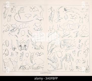 Résultats scientifiques de la campagne du 'Caudan' dans le Golfe de Gascogne, août-septembre 1895, Parigi, Masson, 1896, animali marini, nave Caudan, questa illustrazione mostra una serie di disegni anatomici dettagliati di vari organismi marini, concentrandosi in particolare sulle caratteristiche dei crostacei e di altre specie simili. L'intricata grafica della linea evidenzia le diverse parti del corpo, appendici e strutture, con annotazioni numerate che indicano funzioni specifiche come riferimento. La composizione generale presenta un'esplorazione educativa della biologia marina, sottolineando la diversità e la com Foto Stock