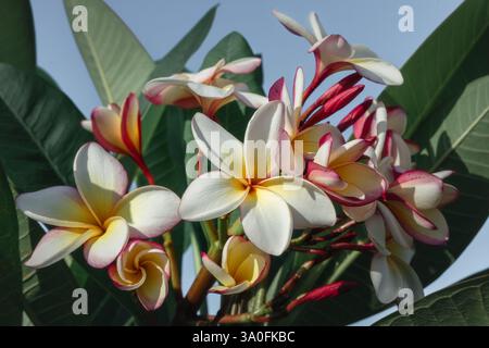 Primo piano di colorati fiori di Frangipani in fiore in una giornata di sole, con un delicato sfondo tropicale Foto Stock
