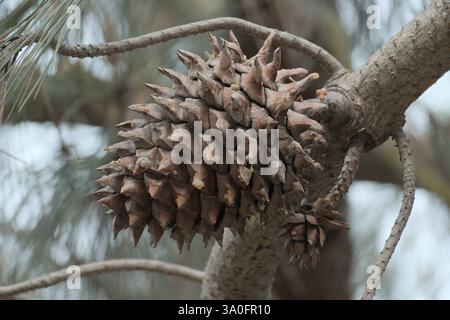 Un mig pinecone maturo di pino grigio (pinus sabiniana) Foto Stock