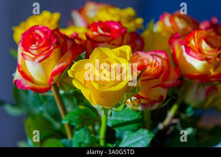 Prächtige Blüten. Der bunte Rosenstrauß , eine tolles Geschenk. München Bayern Deutschland *** magnifici fiori il mazzo colorato di rose, un grande regalo Monaco di Baviera Germania Copyright: XRolfxPossx Foto Stock