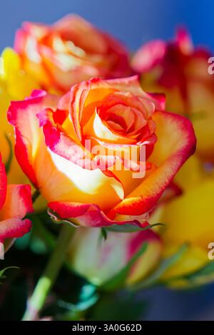 Prächtige Blüten. Der bunte Rosenstrauß , eine tolles Geschenk. München Bayern Deutschland *** magnifici fiori il mazzo colorato di rose, un grande regalo Monaco di Baviera Germania Copyright: XRolfxPossx Foto Stock