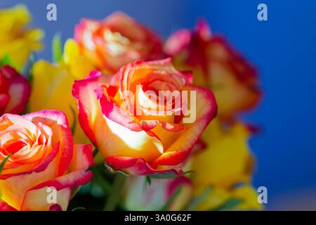 Prächtige Blüten. Der bunte Rosenstrauß , eine tolles Geschenk. München Bayern Deutschland *** magnifici fiori il mazzo colorato di rose, un grande regalo Monaco di Baviera Germania Copyright: XRolfxPossx Foto Stock