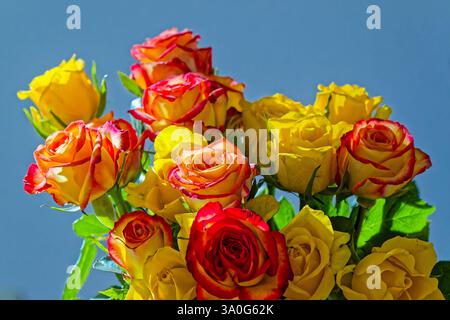 Prächtige Blüten. Der bunte Rosenstrauß , eine tolles Geschenk. München Bayern Deutschland *** magnifici fiori il mazzo colorato di rose, un grande regalo Monaco di Baviera Germania Copyright: XRolfxPossx Foto Stock