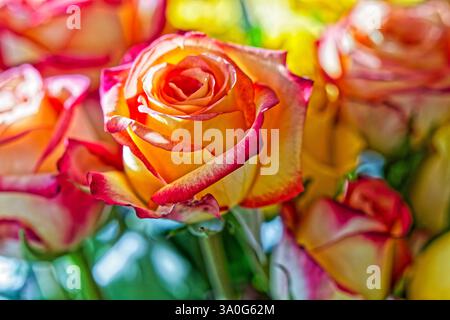 Prächtige Blüten. Der bunte Rosenstrauß , eine tolles Geschenk. München Bayern Deutschland *** magnifici fiori il mazzo colorato di rose, un grande regalo Monaco di Baviera Germania Copyright: XRolfxPossx Foto Stock
