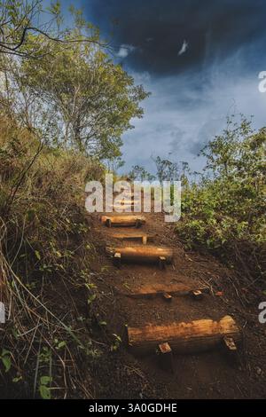 Sentiero con scale di legno circondato dalla natura. Angolo basso di bel sentiero con gradini di legno circondati da vegetazione Foto Stock