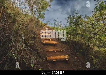 Angolo basso di bel sentiero con gradini di legno circondati da vegetazione. Sentiero con scale di legno circondato dalla natura Foto Stock