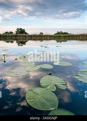 Ninfee nello stagno. Il cielo del tramonto si riflette in acque profonde; alberi e piante di coda di gatto sull'altra sponda sullo sfondo. Foto Stock