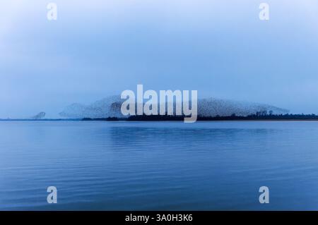 Murazione di Starling o grande stormo di uccelli che volano e formano forme astratte. Storni comuni "Sturnus vulgaris" riflessi nell'acqua del lago. Irlanda Foto Stock