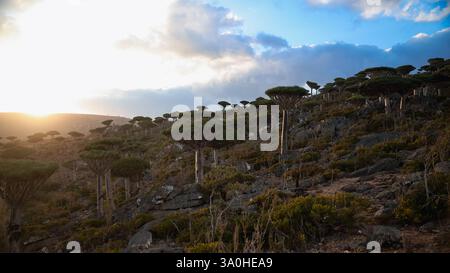 La luce dorata bagna i caratteristici draghi e gli alberi di sangue sulle pendici rocciose di Socotra durante un'ora serena al tramonto. Foto Stock
