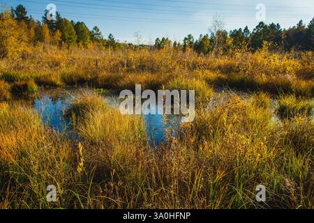Una scena autunnale caratterizzata da un'area paludosa con alte erbe e piscine d'acqua che riflettono il cielo blu. Il paesaggio è circondato da alberi nel retro Foto Stock
