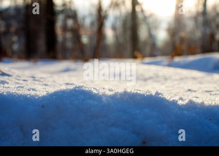 La fotografia cattura una vista ravvicinata del terreno innevato in un boschetto di betulle. La neve splende nella luce soffusa del sole, mettendo in risalto la delicatezza Foto Stock