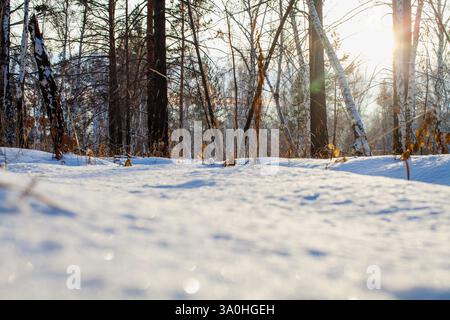 Questa fotografia cattura una splendida scena invernale in un boschetto di betulle. L'attenzione è concentrata sul terreno innevato, illuminato dai raggi caldi di Foto Stock