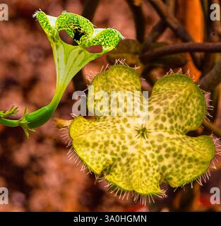 Impianto di paracadute (Ceropegia sandersonii) Ombrello fiori, Asclepiadaceae. Dettaglio. Foto Stock