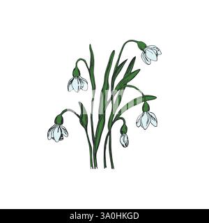 Gocce di neve in fiore isolate fioriscono con foglie. Ornamento artistico floreale disegnato a mano. Stile doodle. Illustrazione vettoriale. Semplice elemento di natura minimalista Illustrazione Vettoriale