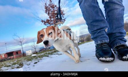 Un uomo cammina il suo cane attraverso un paesaggio innevato. Cane in una passeggiata nella neve che scioglie. Il concetto di camminare un cane e l'amicizia di un padrone di cane Foto Stock