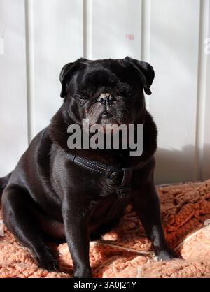 Carino pug nero sul divano Foto Stock