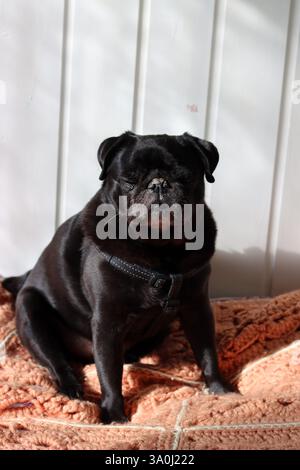 Carino pug nero sul divano Foto Stock