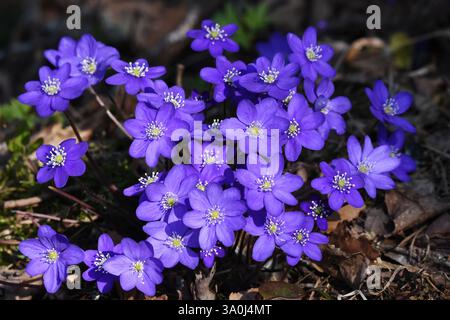 Hepatica comune, liverwort, liverleaf, kidneywort o pennywort (Hepatica nobilis) che fioriscono nella foresta in finlandia in primavera. Foto Stock