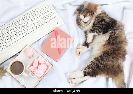 Moderna scrivania per donna, accogliente ufficio domestico con gatto da letto. Computer, caffè e meringhe su una coperta leggera. Concetto aziendale minimo, vita sana Foto Stock