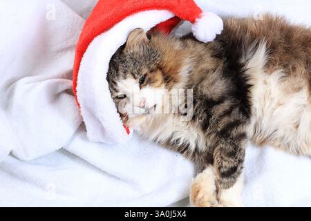 Sfondo natalizio con un gatto in un berretto natalizio sul letto, un gatto domestico si sta preparando per le vacanze, uno striscione per il testo e un biglietto festivo, se Foto Stock