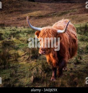 Bestiame scozzese delle Highland, Scozia Foto Stock