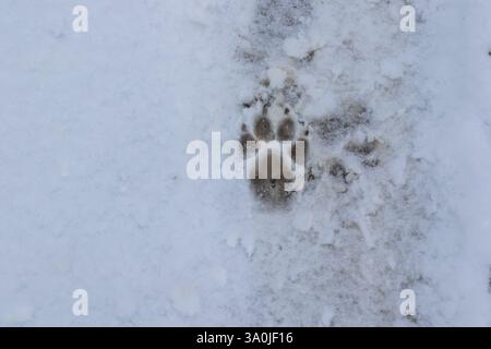 impronte dei piedi dei cani sulla neve Foto Stock
