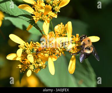 Da Wikipedia: Un bumblebee (o bumble bee, bumble-bee, o Humble-bee) è una qualsiasi delle oltre 250 specie del genere Bombus, parte di Apidae, una delle api Foto Stock