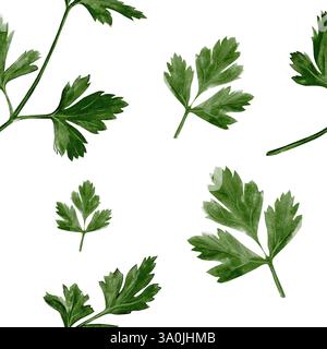 Motivo senza cuciture con prezzemolo. Coreander se ne va. illustrazione acquerello isolata dallo sfondo. spezie e condimenti. Foglie di primavera. Schema per Foto Stock
