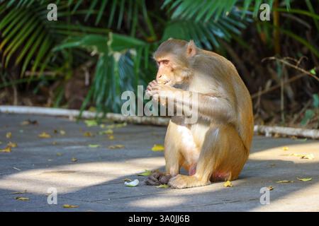 Macaco Wild Rhesus che mangia frutta nel parco forestale Foto Stock