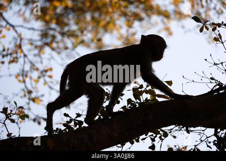 Silhouette di macachi selvatici che camminano su un albero nella foresta tropicale Foto Stock