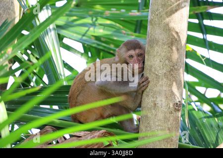 Macaco Rhesus selvaggio seduto su un ramo d'albero nella foresta tropicale Foto Stock