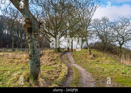 Uno stretto sentiero tortuoso attraversa una foresta panoramica di alberi senza foglie, creando un paesaggio invernale naturale. Cieli azzurri e luce solare discontinua Foto Stock